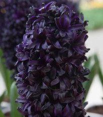 Hyacint Midnight Sky - Hyacinthus - predaj cibuľovín - 1 ks