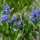 Hyacint Blue Pearl - Hyacinthus - predaj cibuľovín - 1 ks
