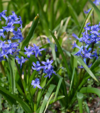 Hyacint Blue Pearl - Hyacinthus - predaj cibuľovín - 1 ks