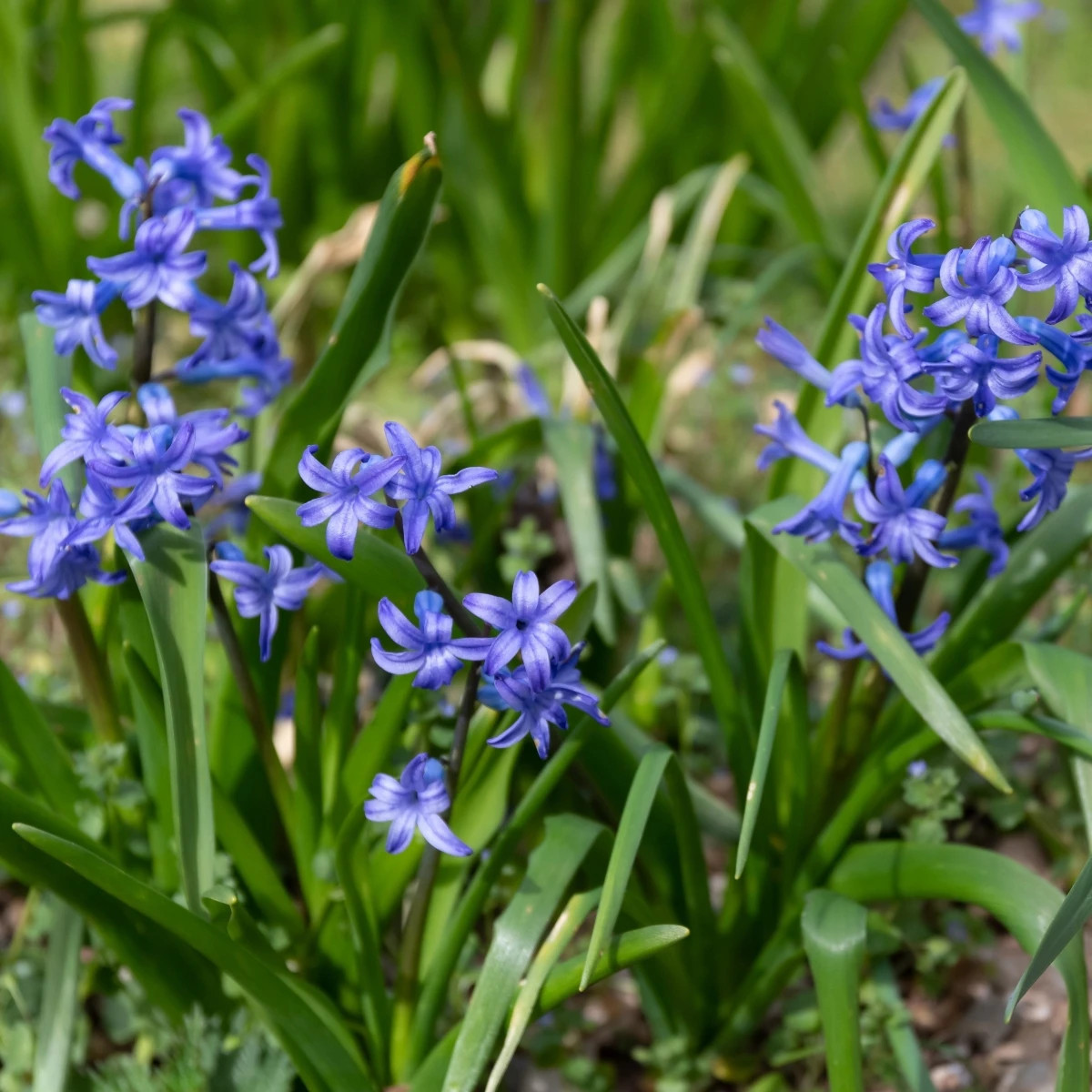 Hyacint Blue Pearl - Hyacinthus - predaj cibuľovín - 1 ks
