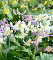 Kandík zmes - Erythronium - predaj cibuľovín - 3 ks