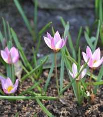 Tulipán Aucheriana - Tulipa - predaj cibuľovín - 3 ks