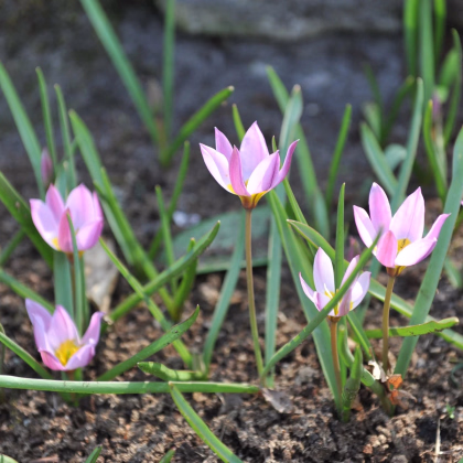 Tulipán Aucheriana - Tulipa - predaj cibuľovín - 3 ks