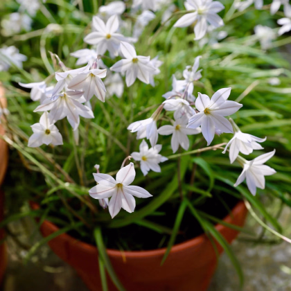 Jarná hviezdička Alberto Castilo - Ipheion uniflorum - predaj cibuľovín - 5 ks
