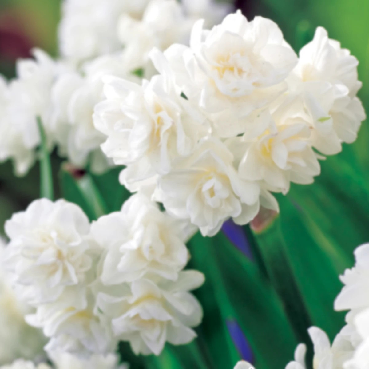 Narcis Erli Cheer - Narcissus - predaj cibuľovín - 3 ks