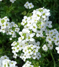 Hornička alpínska biela - Pritzelago alpina - predaj semien - 20 ks