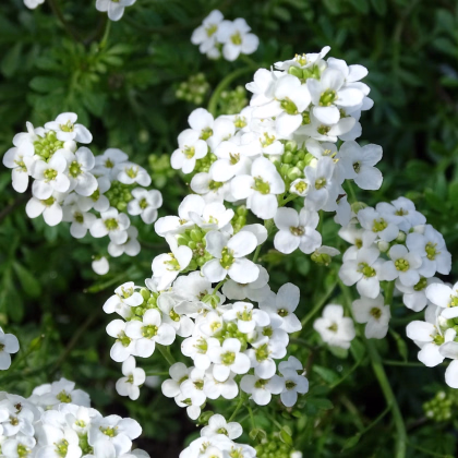 Hornička alpínska biela - Pritzelago alpina - predaj semien - 20 ks