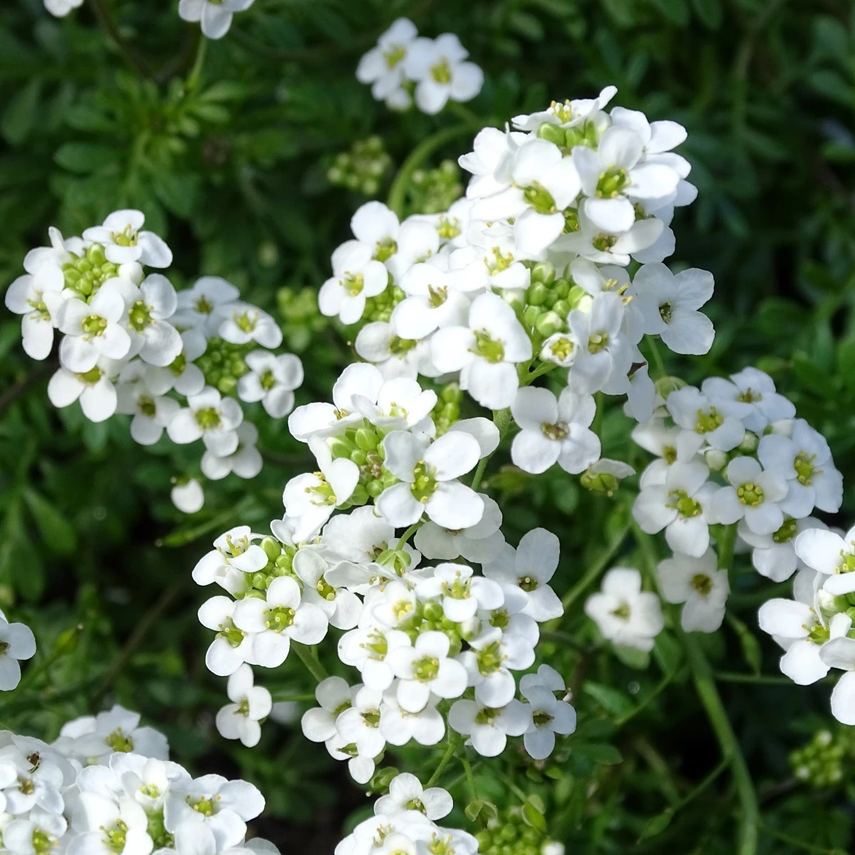 Hornička alpínska biela - Pritzelago alpina - predaj semien - 20 ks