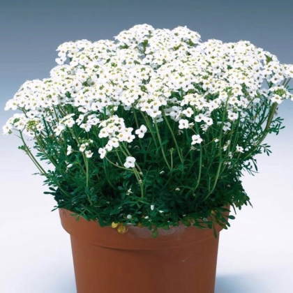 Hornička alpínska biela - Pritzelago alpina - predaj semien - 20 ks