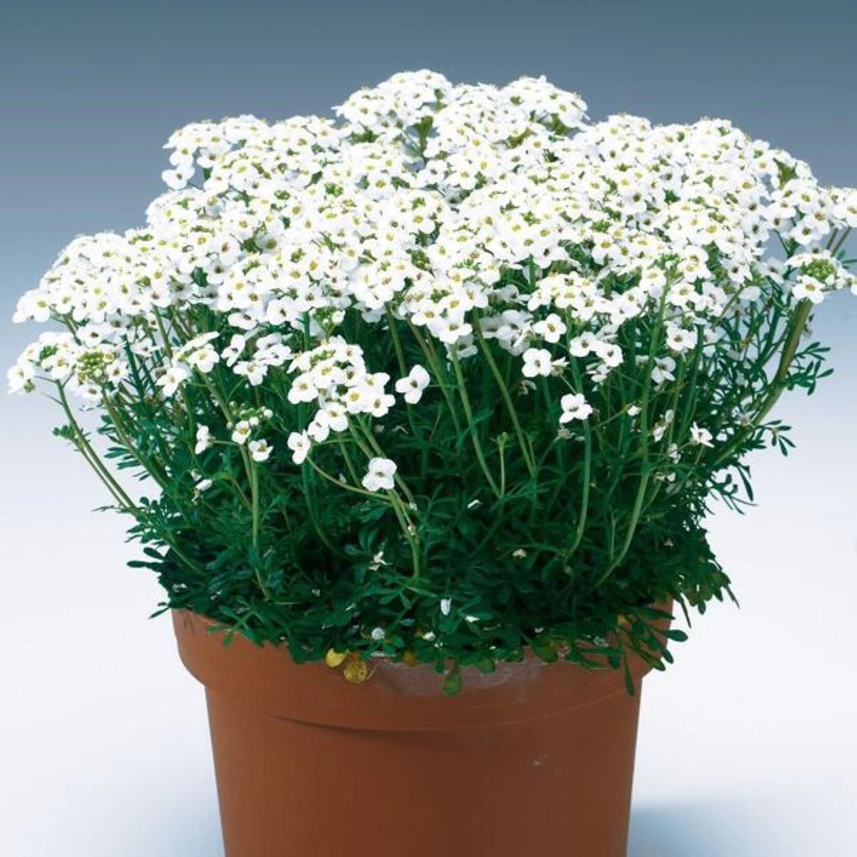 Hornička alpínska biela - Pritzelago alpina - predaj semien - 20 ks