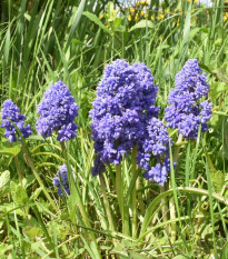 Modrica arménska Fantasy Creation - Muscari armeniacum - predaj cibuľovín - 5 ks