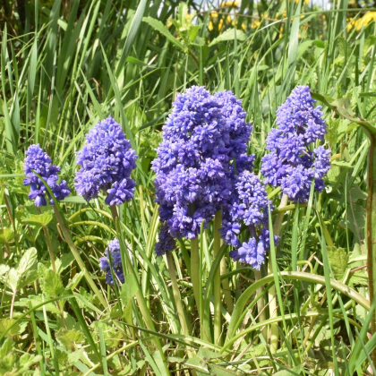 Modrica arménska Fantasy Creation - Muscari armeniacum - predaj cibuľovín - 5 ks