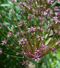 Cesnak Toabago - Allium - predaj cibuľovín - 3 ks