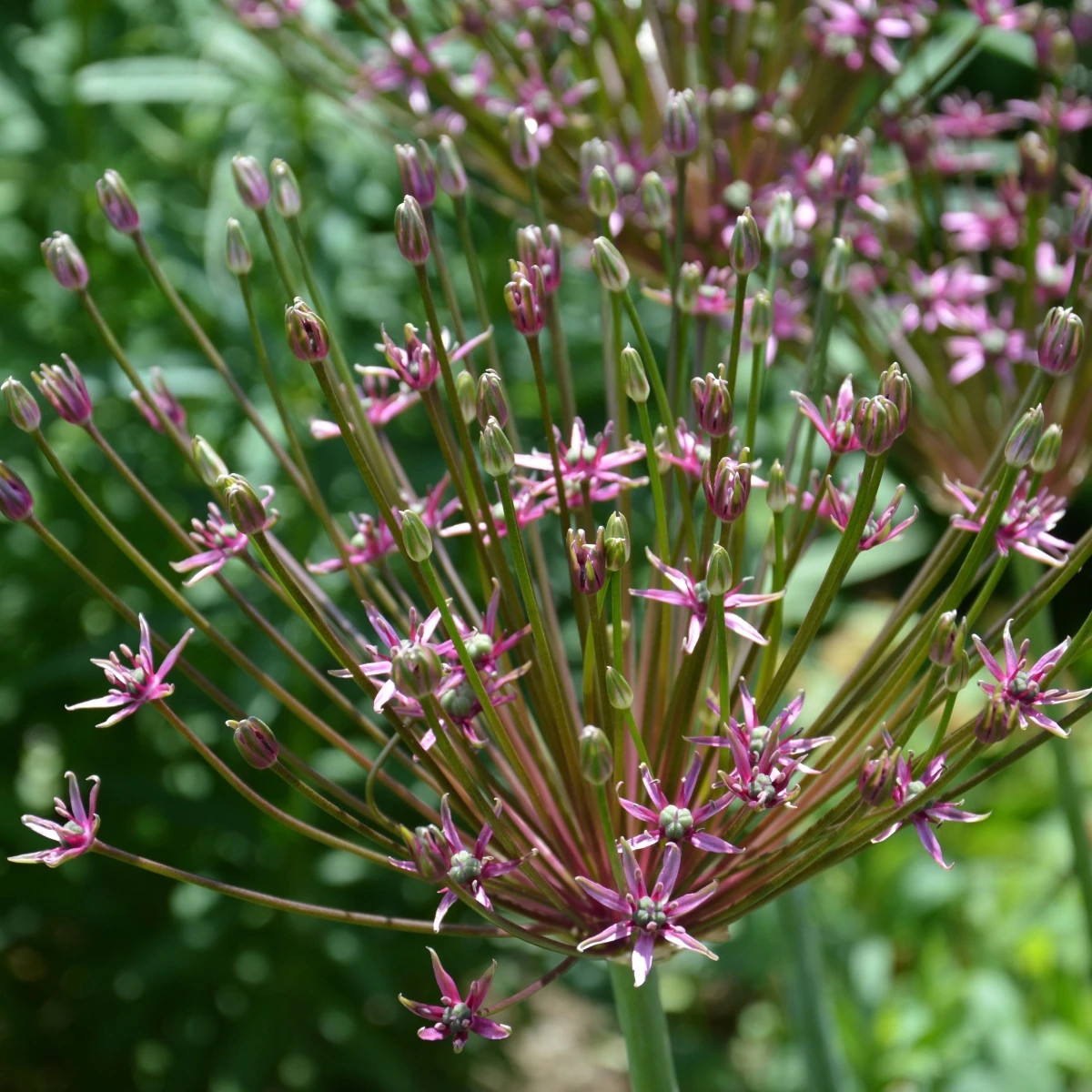 Cesnak Toabago - Allium - predaj cibuľovín - 3 ks