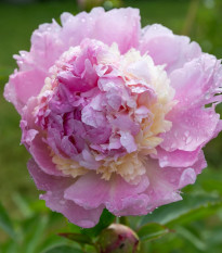 Pivónia Angel Cheeks - Paeonia - predaj cibuľovín - 1 ks