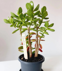 Zápich na označenie sadeníc - drevený - predaj menoviek - 1 ks