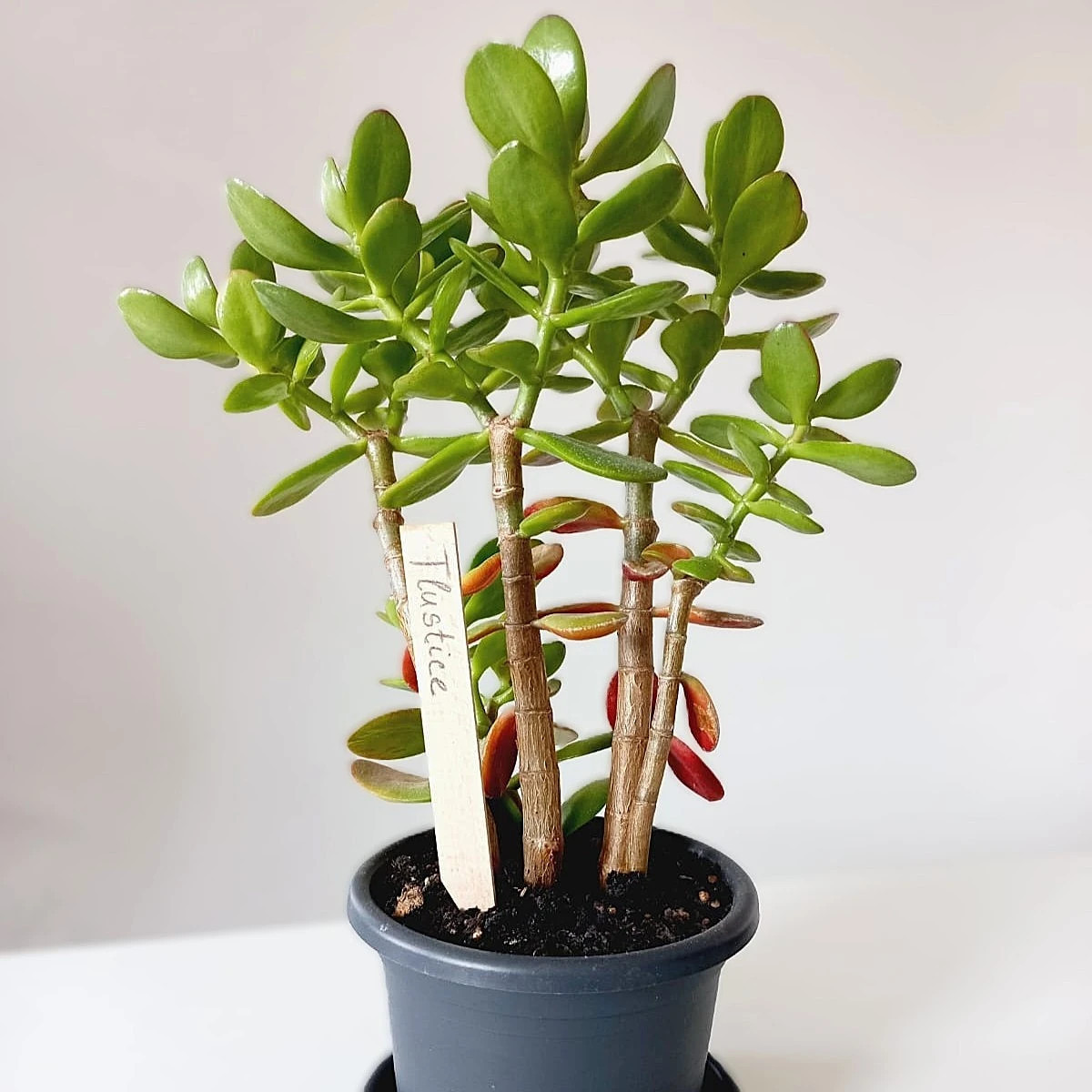 Zápich na označenie sadeníc - drevený - predaj menoviek - 1 ks