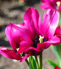 Tulipán Night Club - Tulipa - predaj cibuľovín - 3 ks