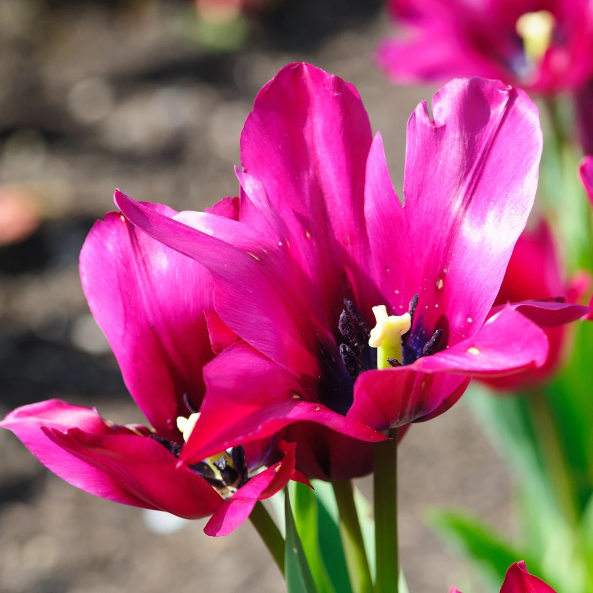 Tulipán Night Club - Tulipa - predaj cibuľovín - 3 ks