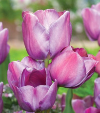 Tulipán Blue Heaven - Tulipa - predaj cibuľovín - 3 ks