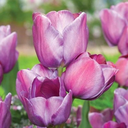 Tulipán Blue Heaven - Tulipa - predaj cibuľovín - 3 ks