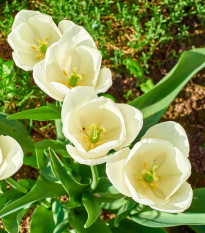 Tulipán Maureen - Tulipa - predaj cibuľovín - 3 ks