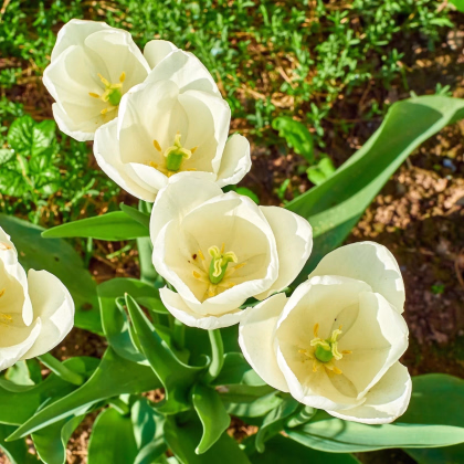Tulipán Maureen - Tulipa - predaj cibuľovín - 3 ks