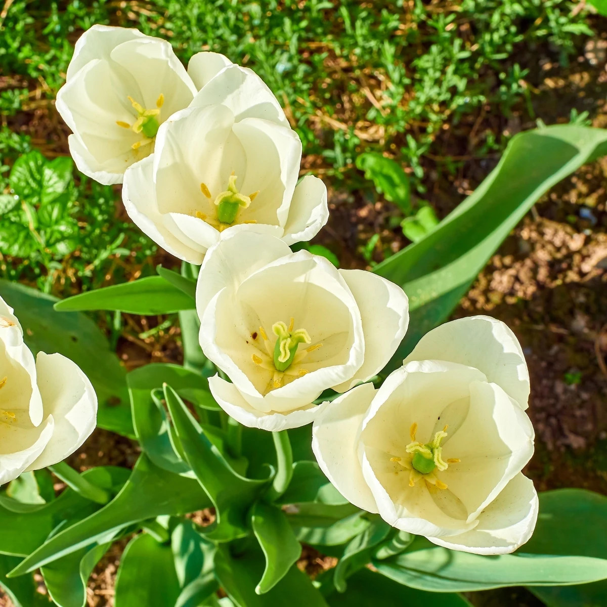 Tulipán Maureen - Tulipa - predaj cibuľovín - 3 ks