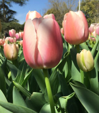 Tulipán Gabriella - Tulipa - predaj cibuľovín - 3 ks