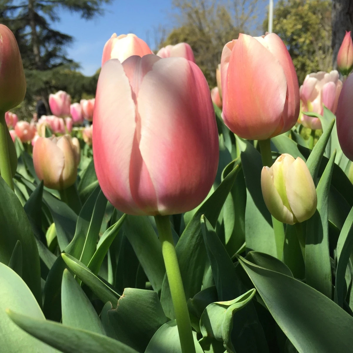 Tulipán Gabriella - Tulipa - predaj cibuľovín - 3 ks