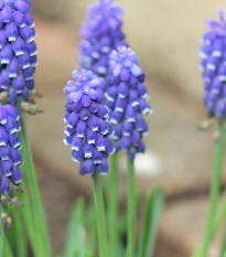 Modrica Joyce Spirit - Muscari armeniacum - predaj cibuľovín - 5 ks