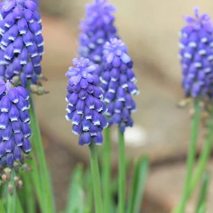 Modrica Joyce Spirit - Muscari armeniacum - predaj cibuľovín - 5 ks