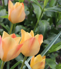 Tulipán Bronze Charm - Tulipa - predaj cibuľovín - 3 ks