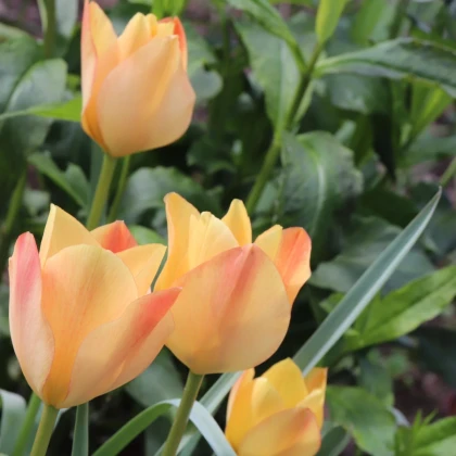Tulipán Bronze Charm - Tulipa - predaj cibuľovín - 3 ks