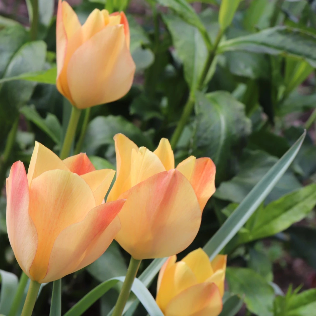 Tulipán Bronze Charm - Tulipa - predaj cibuľovín - 3 ks