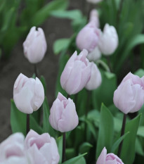 Tulipán Silver Cloud - Tulipa - predaj cibuľovín - 3 ks