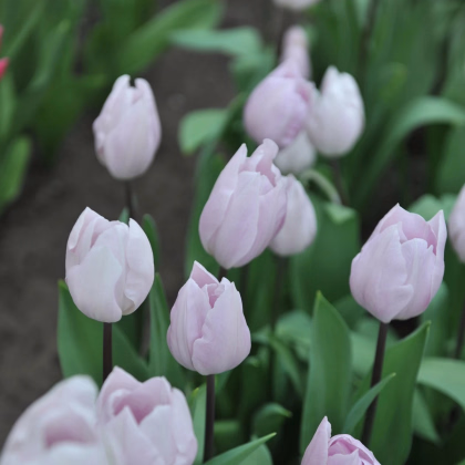 Tulipán Silver Cloud - Tulipa - predaj cibuľovín - 3 ks