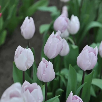 Tulipán Silver Cloud - Tulipa - predaj cibuľovín - 3 ks