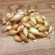 Cibuľa sadzačka Winteria - Allium cepa - predaj cibuliek - 250 g