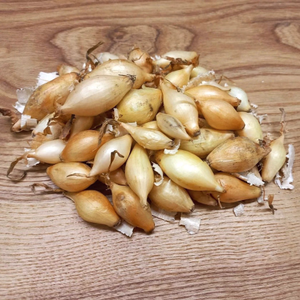 Cibuľa sadzačka Winteria - Allium cepa - predaj cibuliek - 250 g