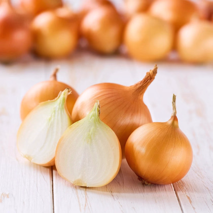 Cibuľa sadzačka Winteria - Allium cepa - predaj cibuliek - 250 g