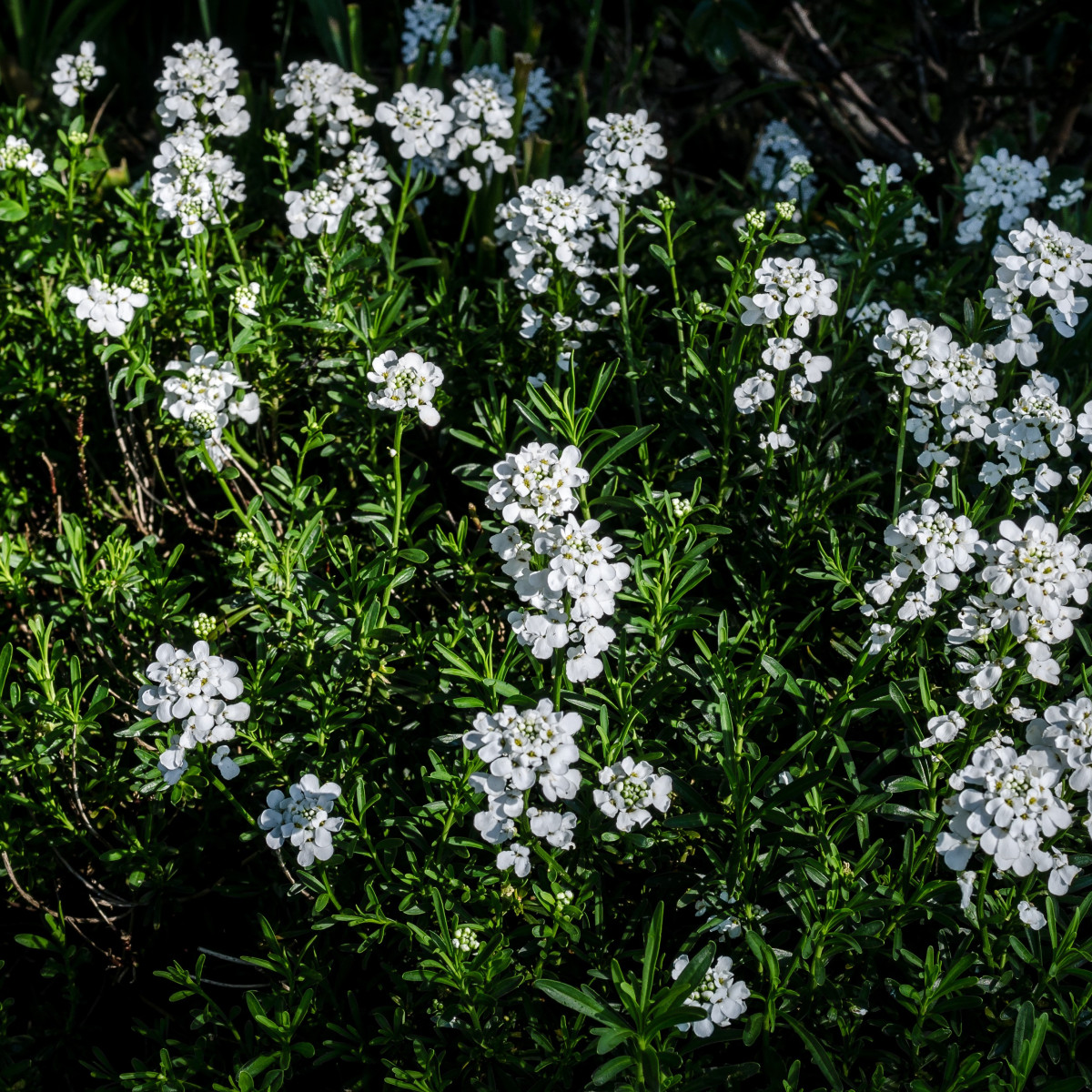 Ibéria horká - Iberia amara - predaj semien - 70 ks