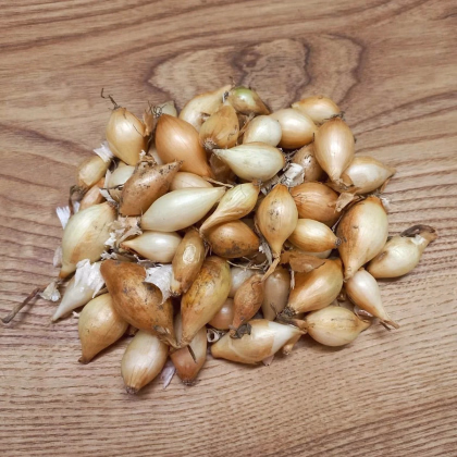 Cibuľa sadzačka Augusta - Allium cepa - predaj cibuliek - 250 g