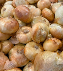Cibuľa sadzačka Augusta - Allium cepa - predaj cibuliek - 250 g