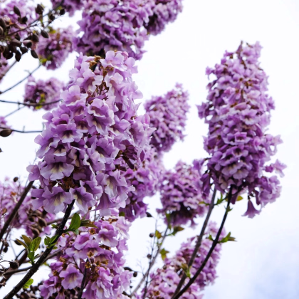 Paulovnia plstnatá - Paulownia tomentosa - semená - 15 ks