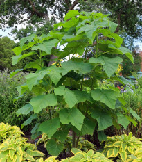Paulovnia plstnatá - Paulownia tomentosa - semená - 15 ks