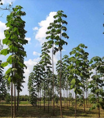 Paulovnia plstnatá - Paulownia tomentosa - semená - 15 ks