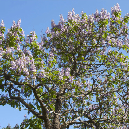 Paulovnia plstnatá - Paulownia tomentosa - semená - 15 ks