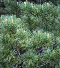 Borovica Limba – Pinus cembra – predaj semien borovice