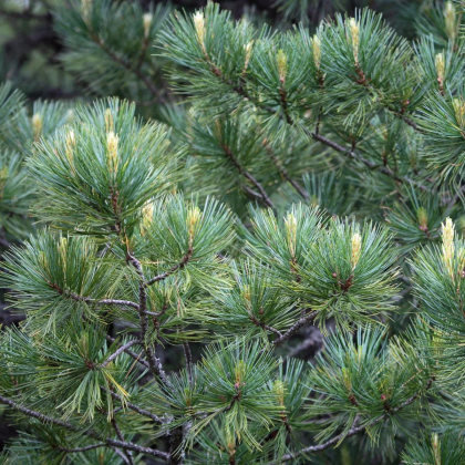 Borovica Limba – Pinus cembra – predaj semien borovice
